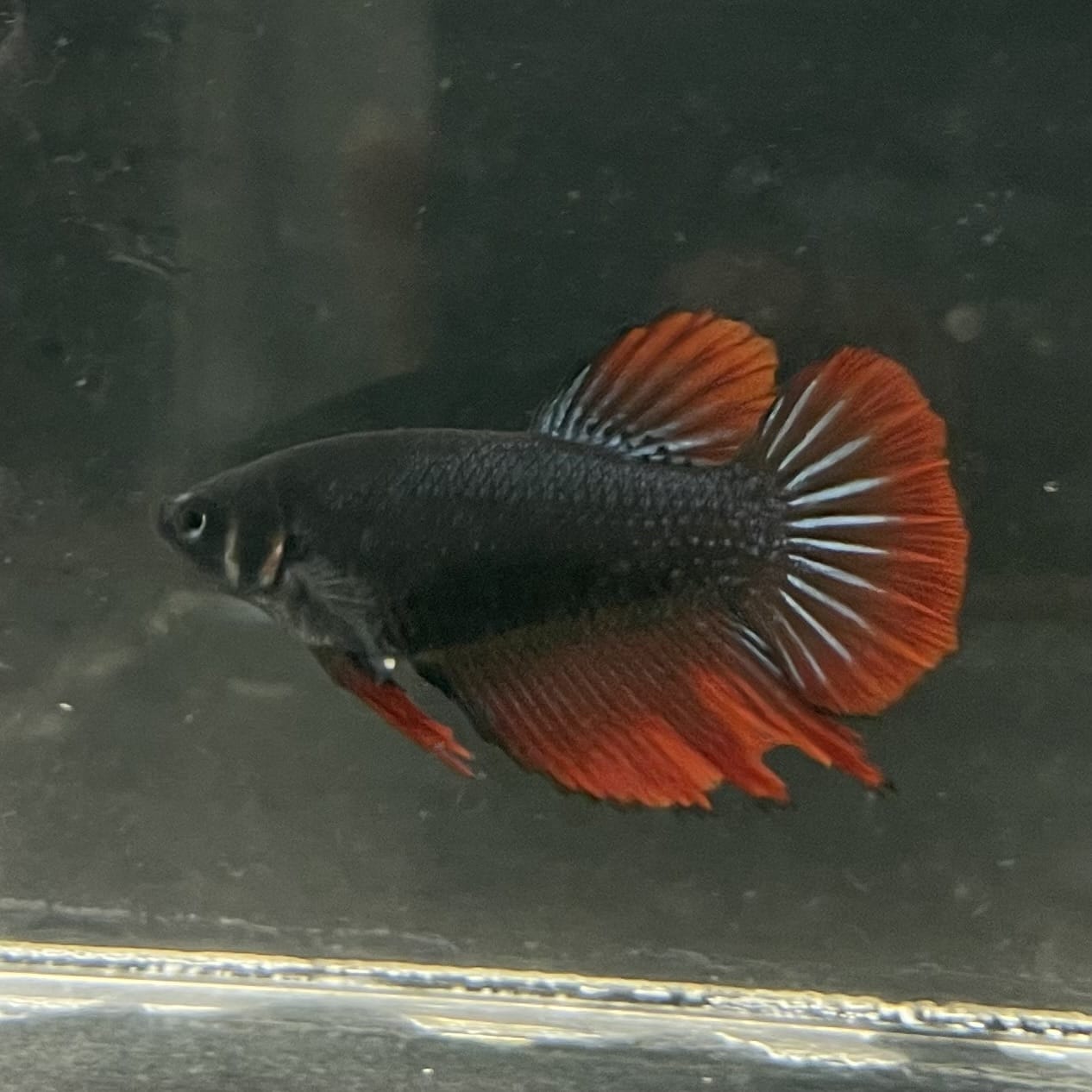 the-fish-farm Female Betta Female Betta - One Only - U Choose your own Female Betta at The Fish Farm Australia