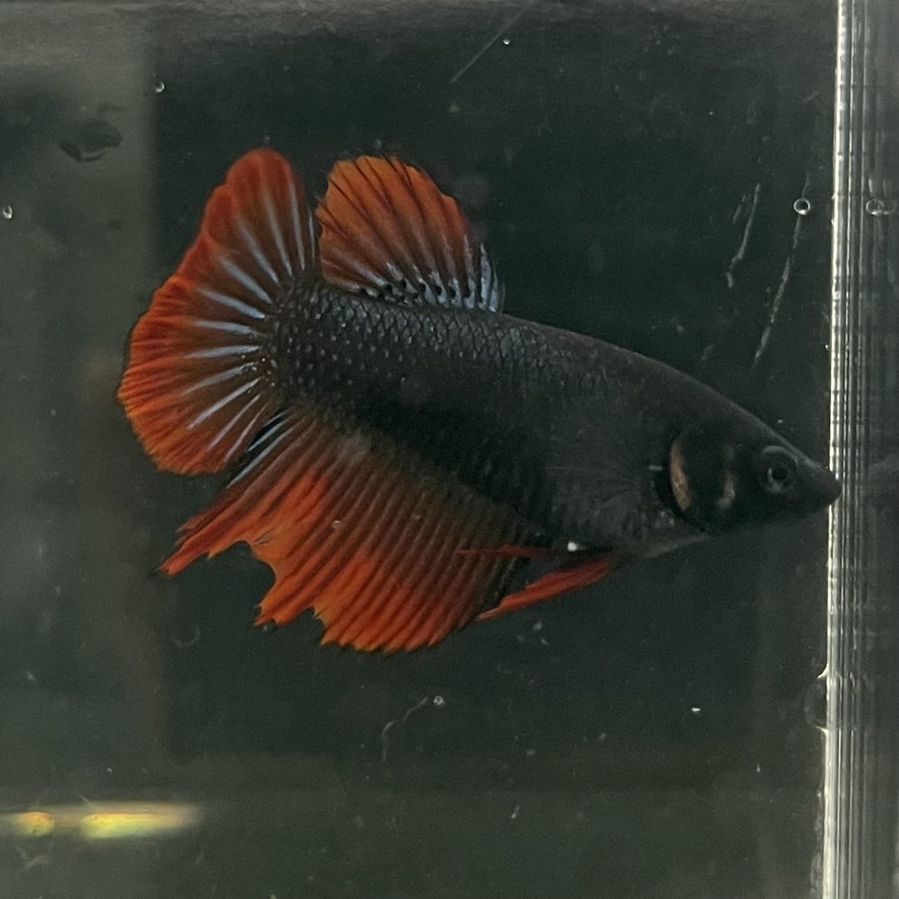 the-fish-farm Female Betta Female Betta - One Only - U Choose your own Female Betta at The Fish Farm Australia