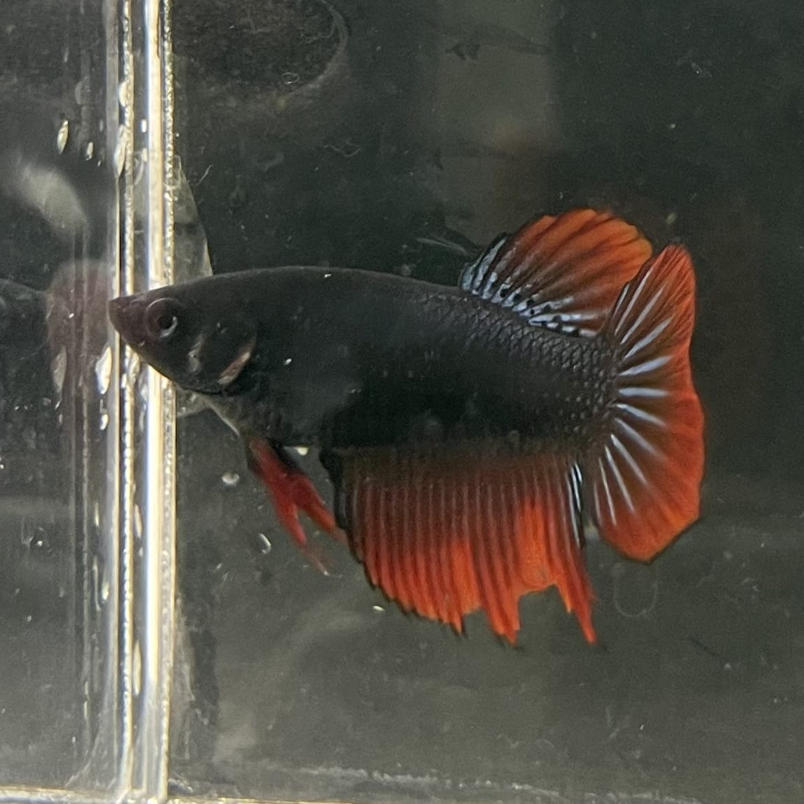 the-fish-farm Female Betta Female Betta - One Only - U Choose your own Female Betta at The Fish Farm Australia