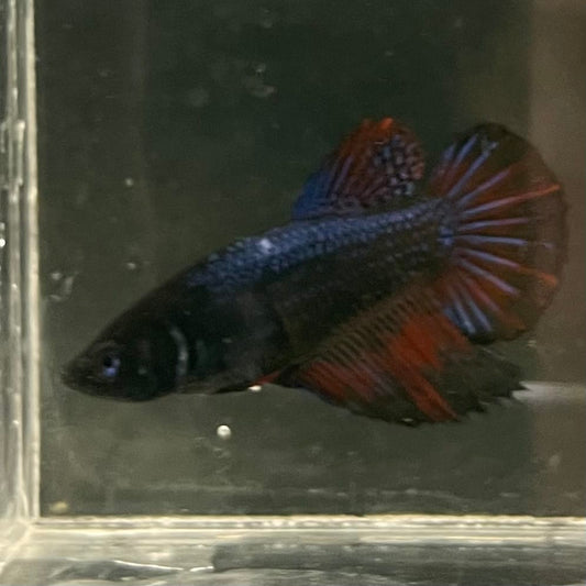 the-fish-farm Female Betta Female Betta - One Only - U Choose your own Female Betta at The Fish Farm Australia