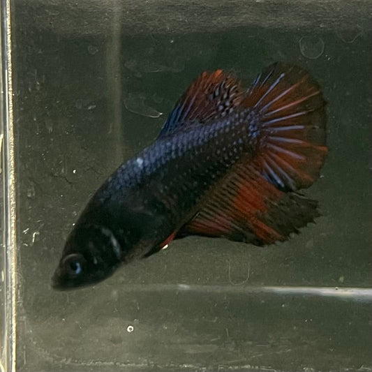the-fish-farm Female Betta Female Betta - One Only - U Choose your own Female Betta at The Fish Farm Australia