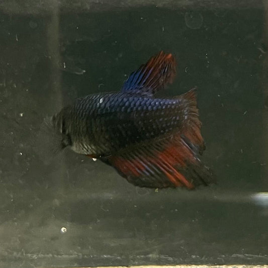 the-fish-farm Female Betta Female Betta - One Only - U Choose your own Female Betta at The Fish Farm Australia