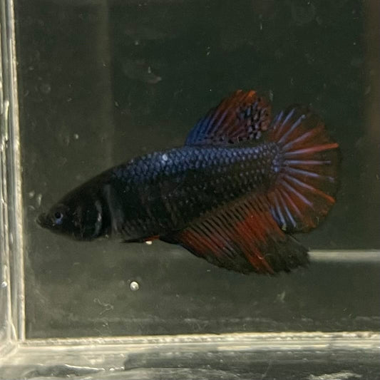 the-fish-farm Female Betta Female Betta - One Only - U Choose your own Female Betta at The Fish Farm Australia
