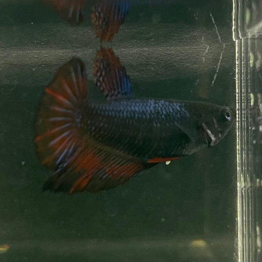 the-fish-farm Female Betta Female Betta - One Only - U Choose your own Female Betta at The Fish Farm Australia