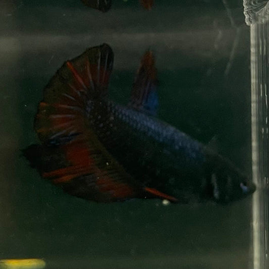 the-fish-farm Female Betta Female Betta - One Only - U Choose your own Female Betta at The Fish Farm Australia