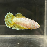the-fish-farm Female Betta Female Betta - One Only - U Choose your own Female Betta at The Fish Farm Australia