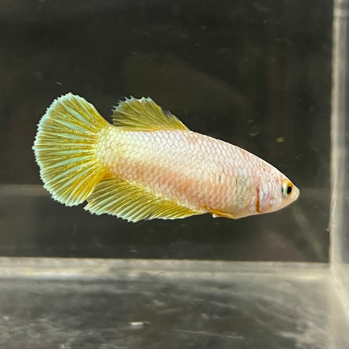 the-fish-farm Female Betta Female Betta - One Only - U Choose your own Female Betta at The Fish Farm Australia