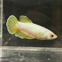 the-fish-farm Female Betta Female Betta - One Only - U Choose your own Female Betta at The Fish Farm Australia