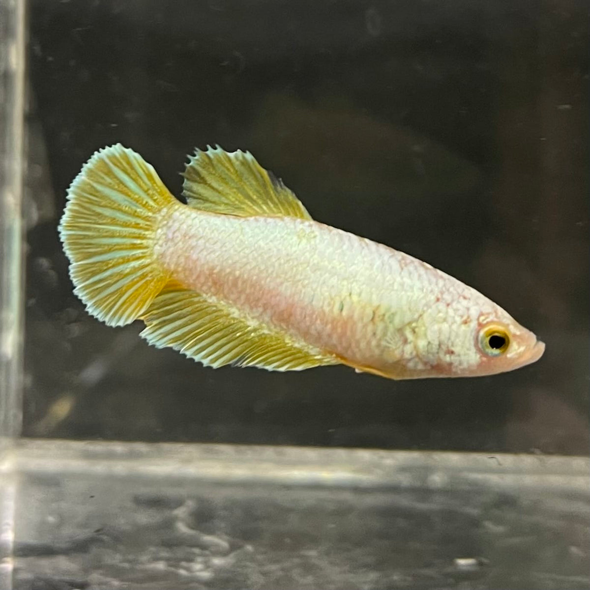 the-fish-farm Female Betta Female Betta - One Only - U Choose your own Female Betta at The Fish Farm Australia
