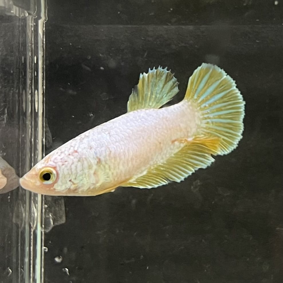 the-fish-farm Female Betta Female Betta - One Only - U Choose your own Female Betta at The Fish Farm Australia