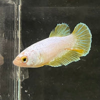 the-fish-farm Female Betta Female Betta - One Only - U Choose your own Female Betta at The Fish Farm Australia