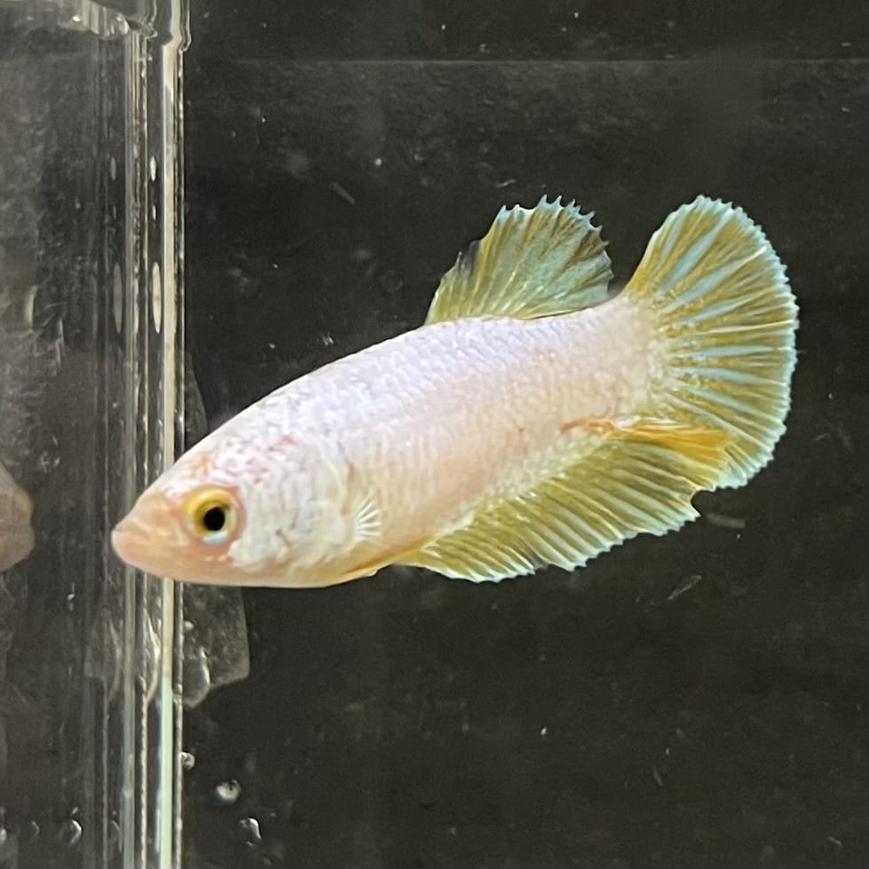the-fish-farm Female Betta Female Betta - One Only - U Choose your own Female Betta at The Fish Farm Australia