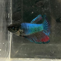 the-fish-farm Female Betta Female Betta - One Only - U Choose your own Female Betta at The Fish Farm Australia