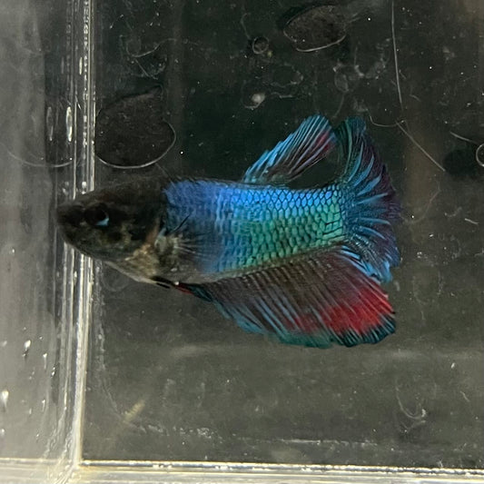 the-fish-farm Female Betta Female Betta - One Only - U Choose your own Female Betta at The Fish Farm Australia