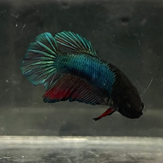 the-fish-farm Female Betta Female Betta - One Only - U Choose your own Female Betta at The Fish Farm Australia
