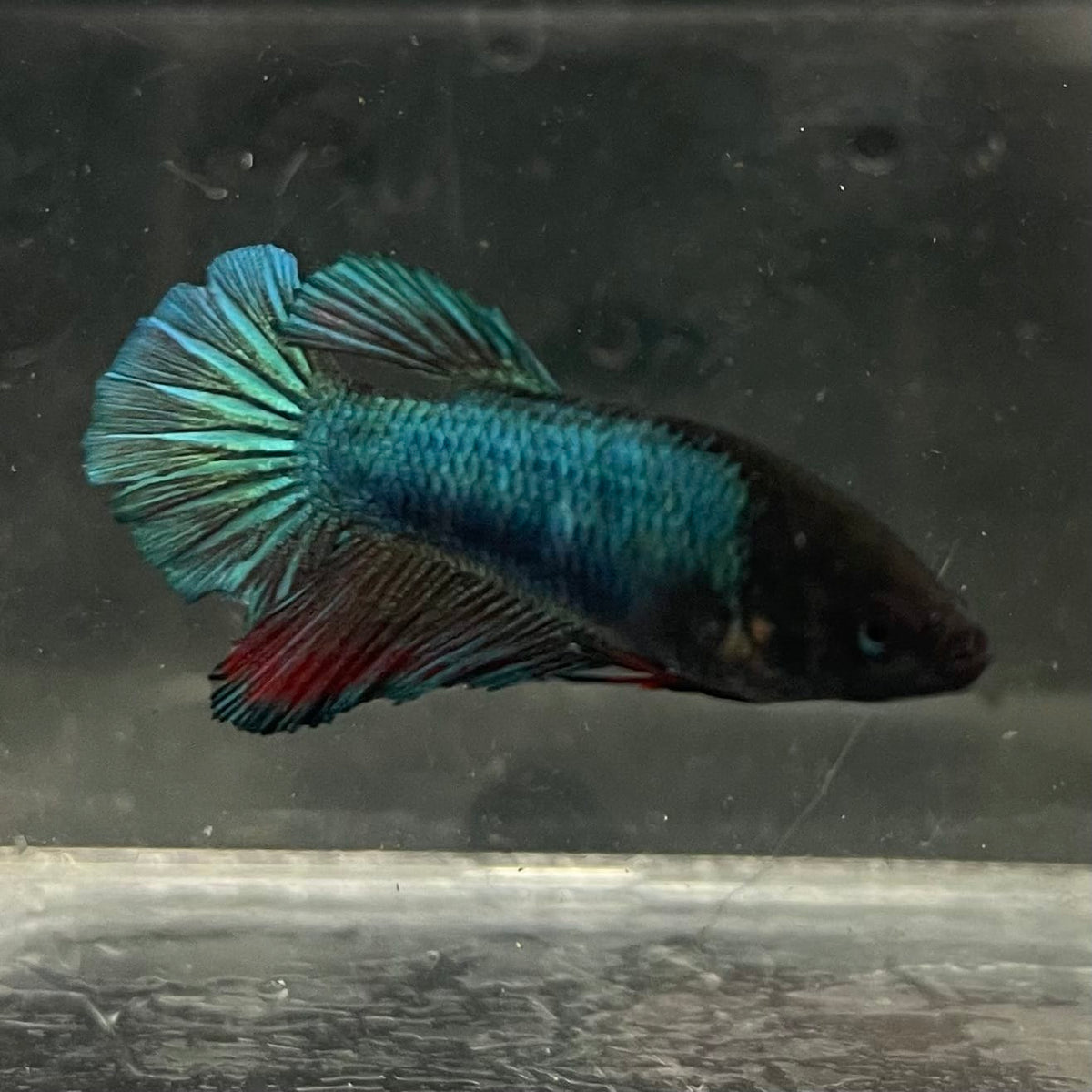 the-fish-farm Female Betta Female Betta - One Only - U Choose your own Female Betta at The Fish Farm Australia