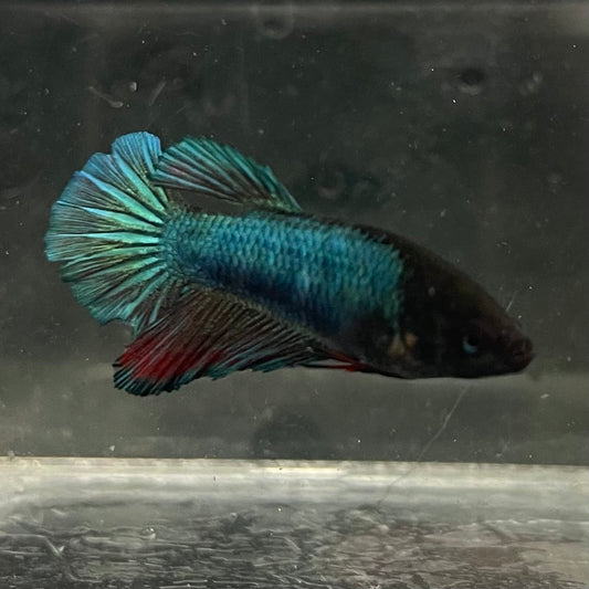 the-fish-farm Female Betta Female Betta - One Only - U Choose your own Female Betta at The Fish Farm Australia