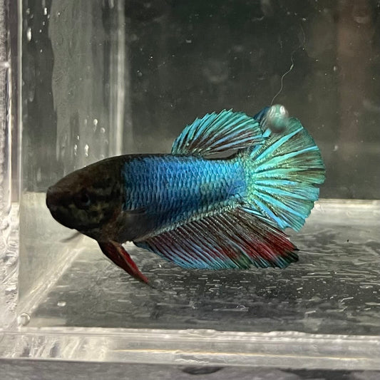 the-fish-farm Female Betta Female Betta - One Only - U Choose your own Female Betta at The Fish Farm Australia