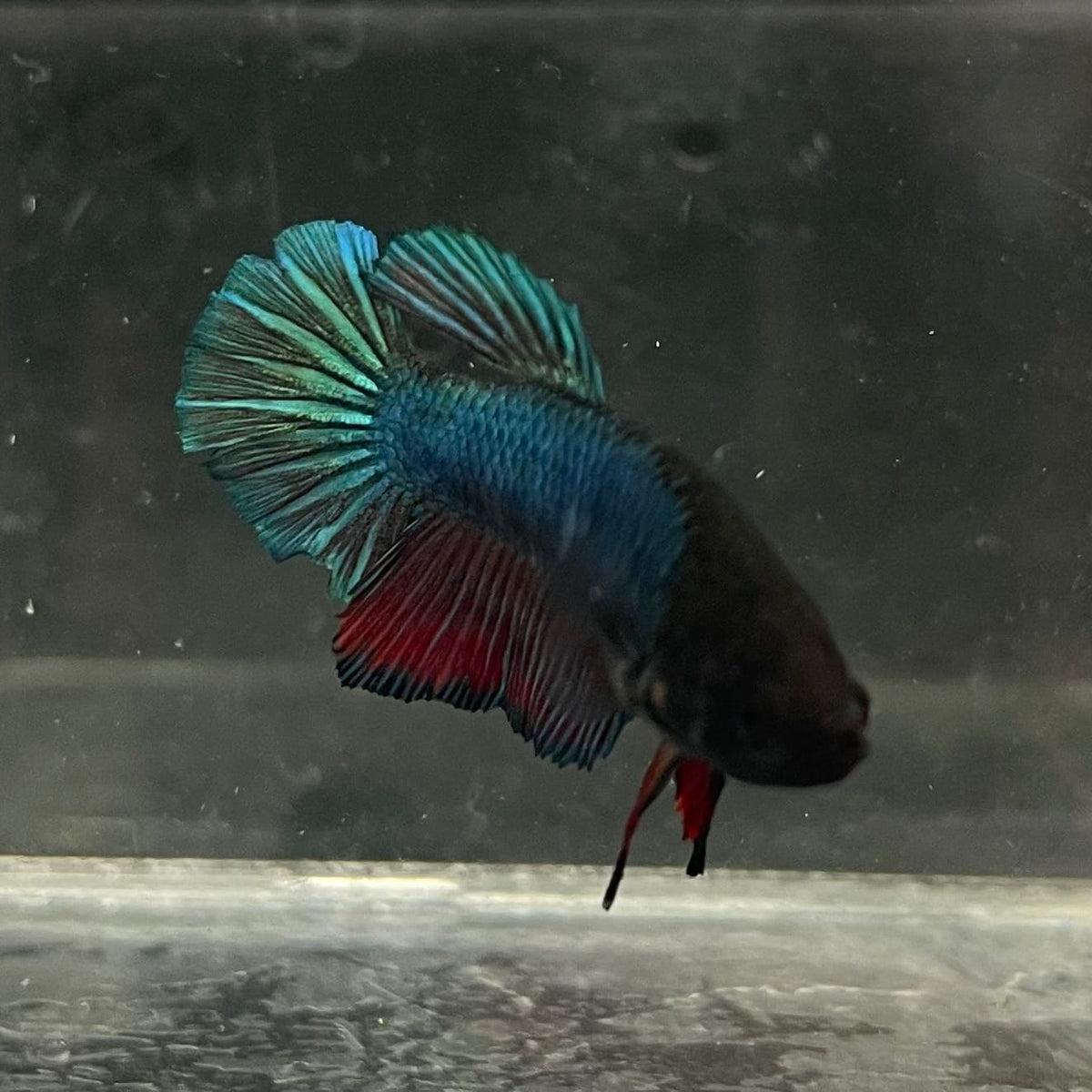the-fish-farm Female Betta Female Betta - One Only - U Choose your own Female Betta at The Fish Farm Australia