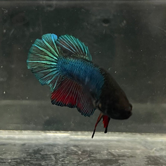 the-fish-farm Female Betta Female Betta - One Only - U Choose your own Female Betta at The Fish Farm Australia
