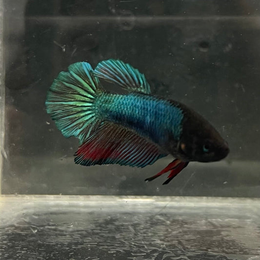 the-fish-farm Female Betta Female Betta - One Only - U Choose your own Female Betta at The Fish Farm Australia