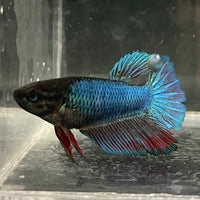 the-fish-farm Female Betta Female Betta - One Only - U Choose your own Female Betta at The Fish Farm Australia