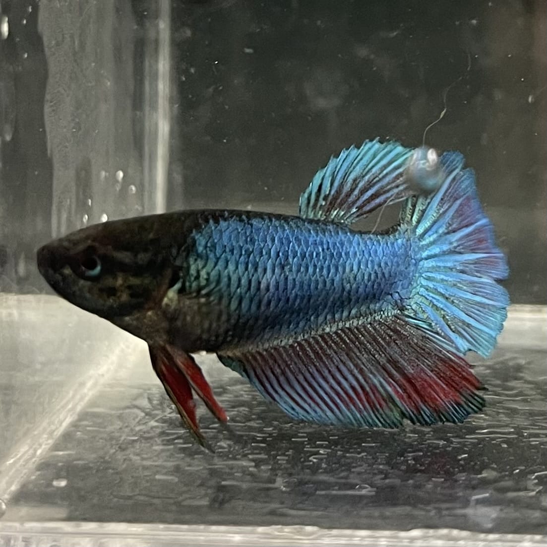 the-fish-farm Female Betta Female Betta - One Only - U Choose your own Female Betta at The Fish Farm Australia