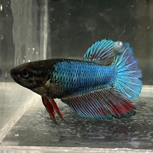 the-fish-farm Female Betta Female Betta - One Only - U Choose your own Female Betta at The Fish Farm Australia