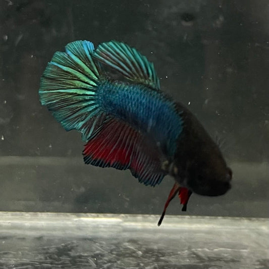 the-fish-farm Female Betta Female Betta - One Only - U Choose your own Female Betta at The Fish Farm Australia