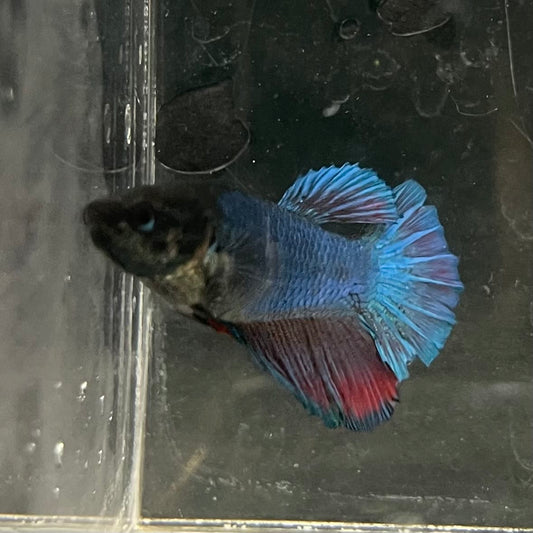 the-fish-farm Female Betta Female Betta - One Only - U Choose your own Female Betta at The Fish Farm Australia