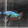 the-fish-farm Female Betta Female Betta - One Only - V Choose your own Female Betta at The Fish Farm Australia