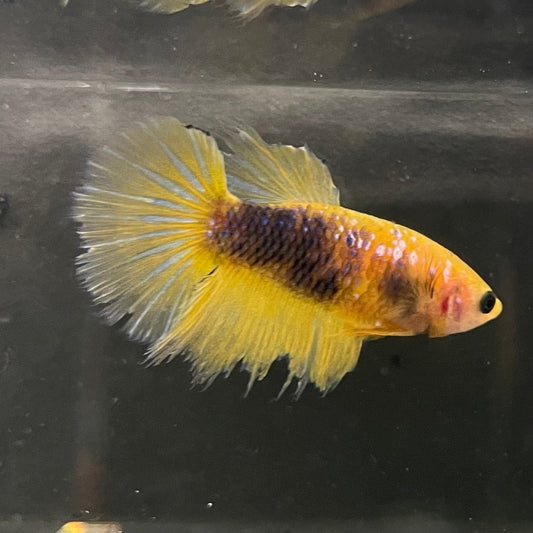 the-fish-farm Female Betta Female Betta - One Only - V Choose your own Female Betta at The Fish Farm Australia