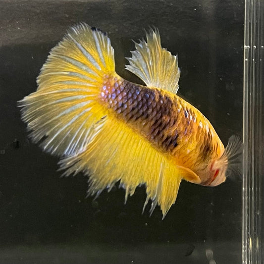 the-fish-farm Female Betta Female Betta - One Only - V Choose your own Female Betta at The Fish Farm Australia