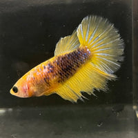 the-fish-farm Female Betta Female Betta - One Only - V Choose your own Female Betta at The Fish Farm Australia