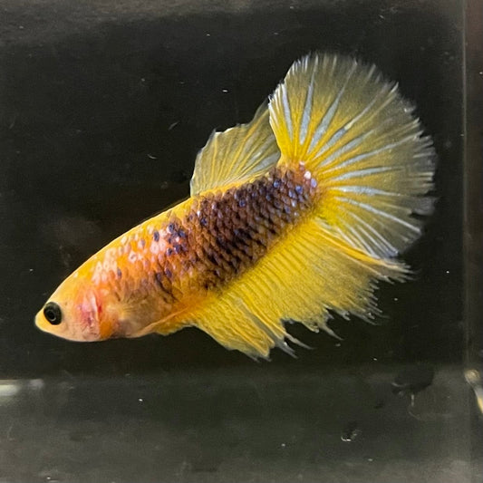 the-fish-farm Female Betta Female Betta - One Only - V Choose your own Female Betta at The Fish Farm Australia