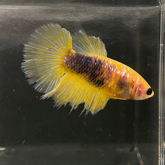the-fish-farm Female Betta Female Betta - One Only - V Choose your own Female Betta at The Fish Farm Australia