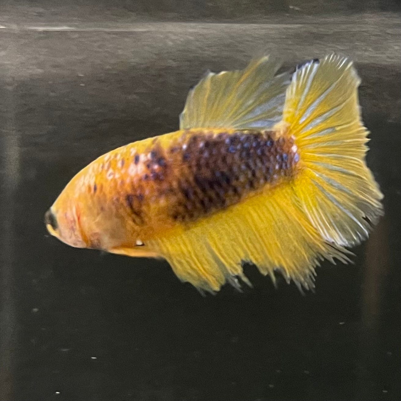 the-fish-farm Female Betta Female Betta - One Only - V Choose your own Female Betta at The Fish Farm Australia