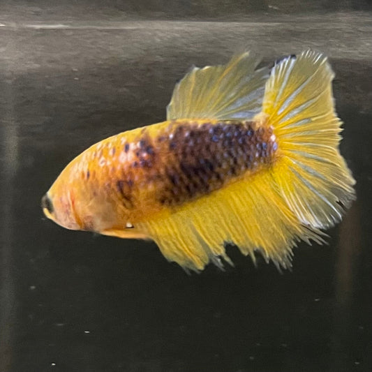 the-fish-farm Female Betta Female Betta - One Only - V Choose your own Female Betta at The Fish Farm Australia