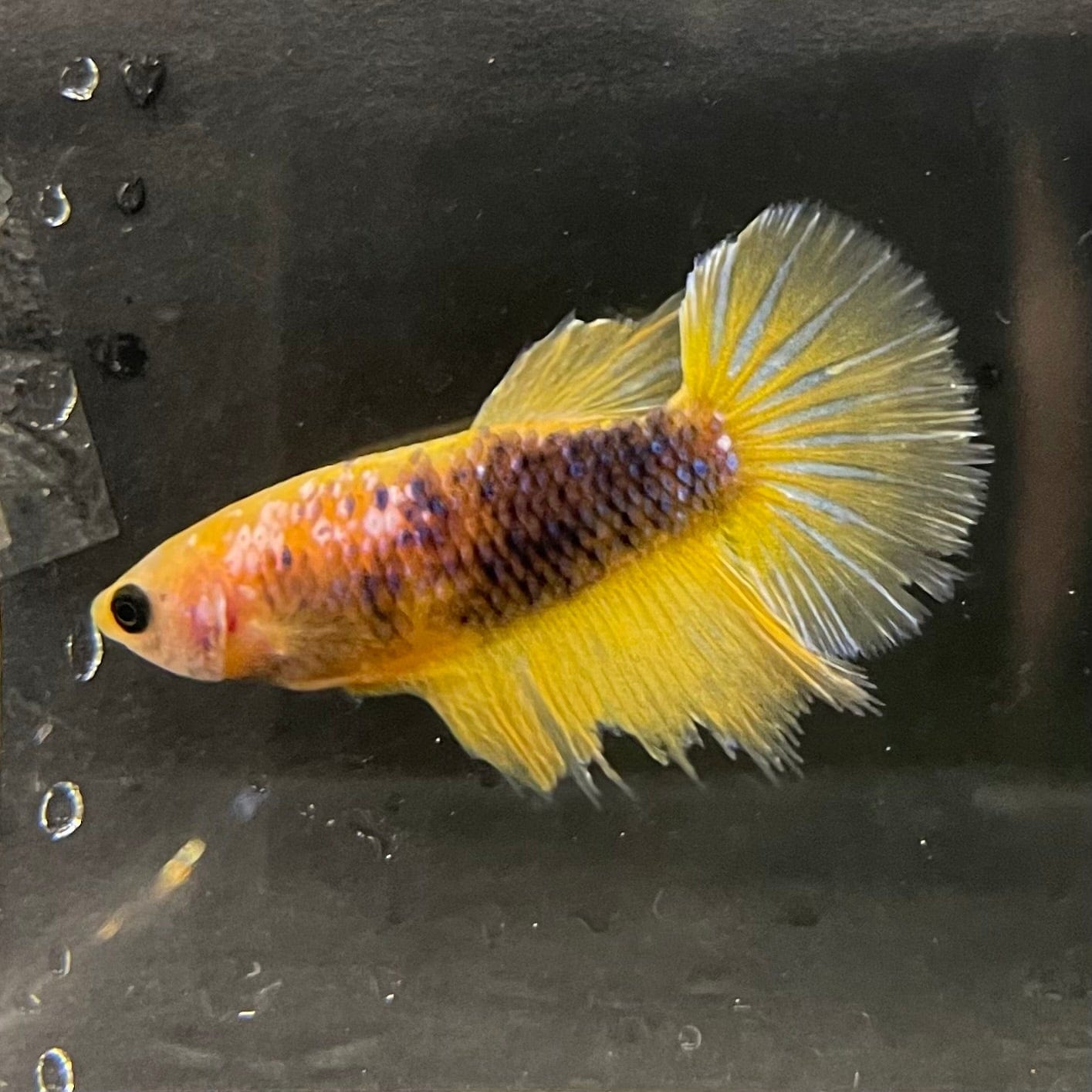 the-fish-farm Female Betta Female Betta - One Only - V Choose your own Female Betta at The Fish Farm Australia