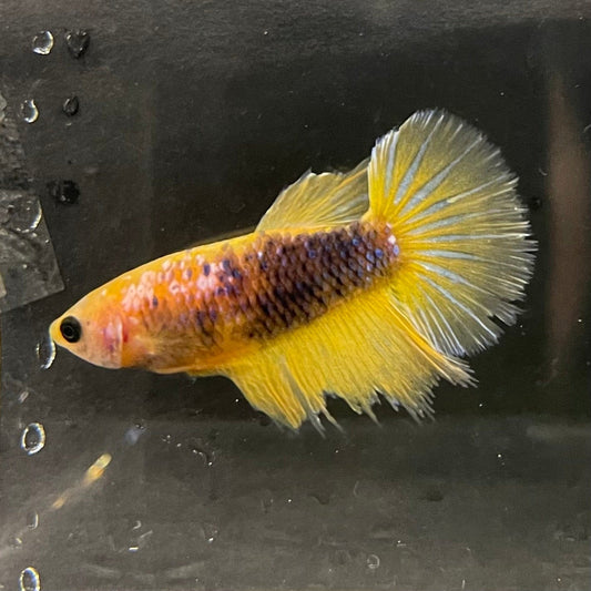 the-fish-farm Female Betta Female Betta - One Only - V Choose your own Female Betta at The Fish Farm Australia