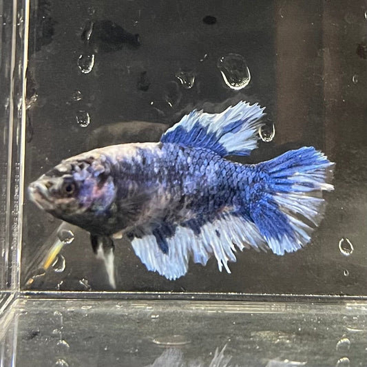 the-fish-farm Female Betta Female Betta - One Only - V Choose your own Female Betta at The Fish Farm Australia