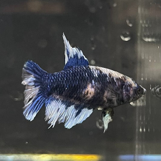 the-fish-farm Female Betta Female Betta - One Only - V Choose your own Female Betta at The Fish Farm Australia
