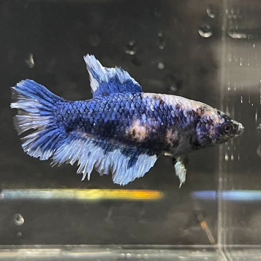 the-fish-farm Female Betta Female Betta - One Only - V Choose your own Female Betta at The Fish Farm Australia