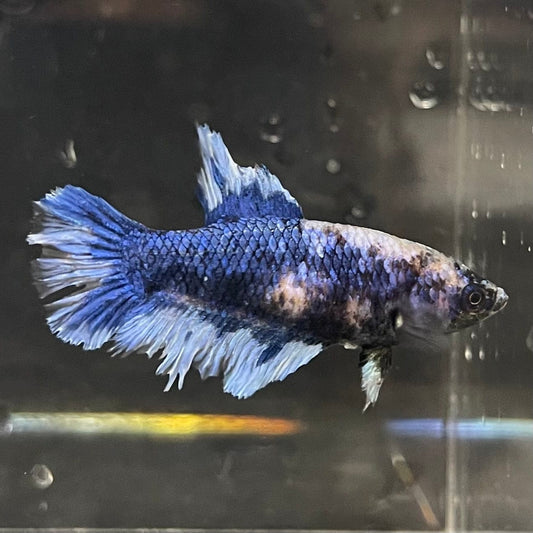 the-fish-farm Female Betta Female Betta - One Only - V Choose your own Female Betta at The Fish Farm Australia