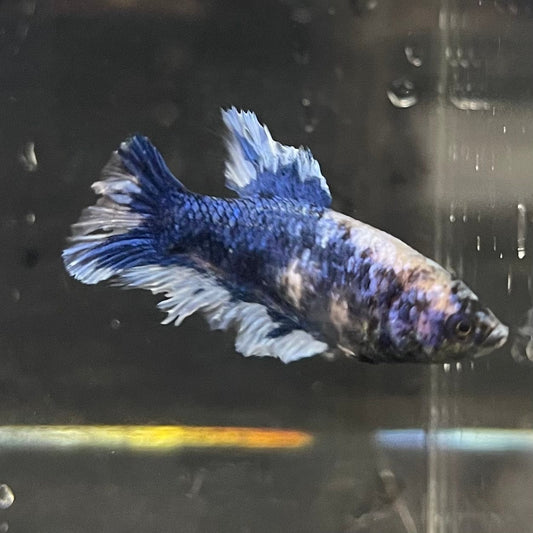 the-fish-farm Female Betta Female Betta - One Only - V Choose your own Female Betta at The Fish Farm Australia