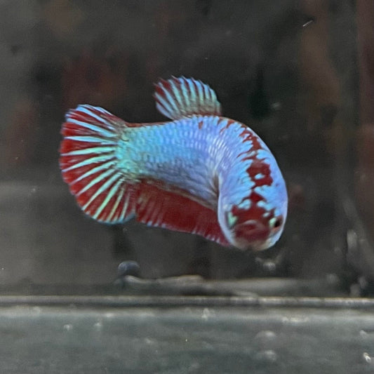 the-fish-farm Female Betta Female Betta - One Only - V Choose your own Female Betta at The Fish Farm Australia