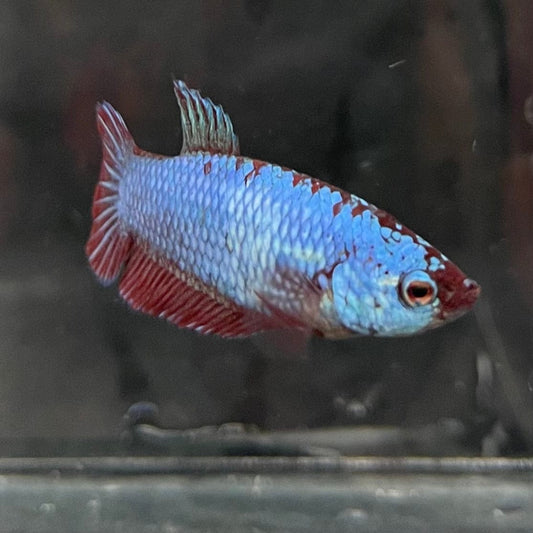 the-fish-farm Female Betta Female Betta - One Only - V Choose your own Female Betta at The Fish Farm Australia