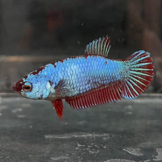the-fish-farm Female Betta Female Betta - One Only - V Choose your own Female Betta at The Fish Farm Australia
