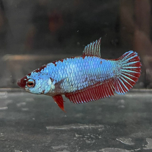 the-fish-farm Female Betta Female Betta - One Only - V Choose your own Female Betta at The Fish Farm Australia
