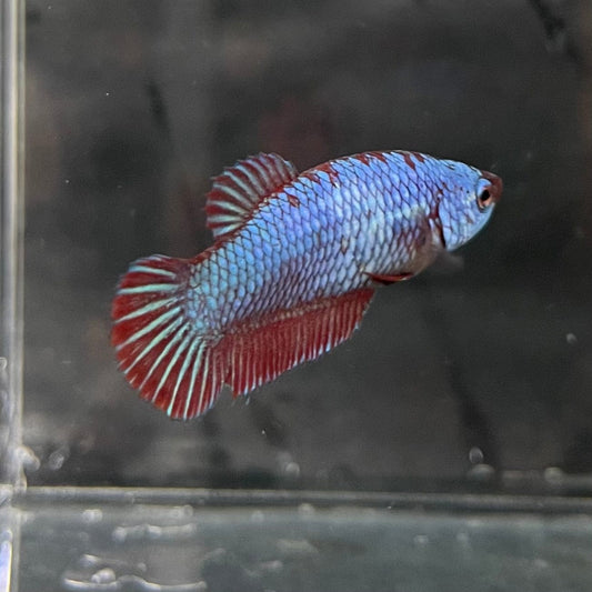 the-fish-farm Female Betta Female Betta - One Only - V Choose your own Female Betta at The Fish Farm Australia